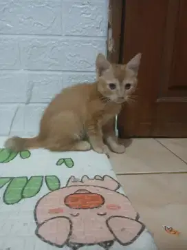 Jual kitten anakan persia jantan