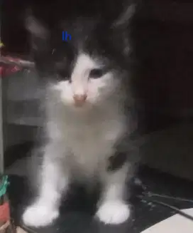 Kitten long hair satuan