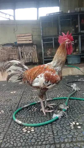 Ayam Pelung Jali Dewasa