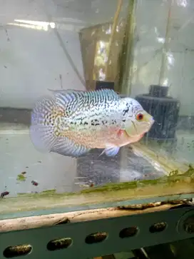 Louhan kamfa f2 cilnong