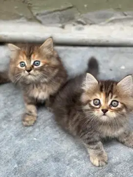 Kucing persia long hair