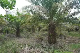 Dibutuhkan jaga kebun dan perawatan