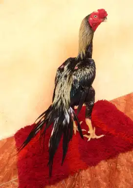 Ayam ASEEL PARROT, UMUR 7/8 BULAN, UKURAN TINGGI BESAR + MEWAH