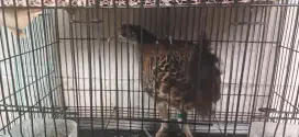 ayam hutan hijau