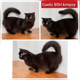 Lepas adopsi kucing persia gealic BSH