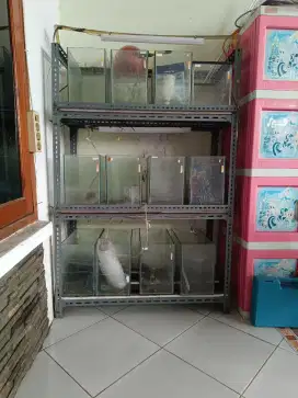 Aquarium dan rak bekas murah