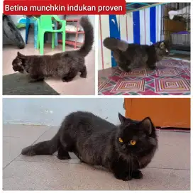Lepas adopsi kucing persia betina munchkin induka  proven