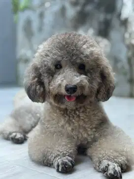 Pejantan Silver Light Poodle
