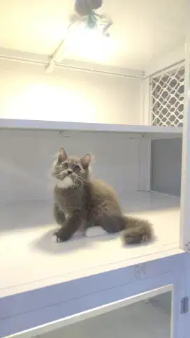 Kucing kitten ras persia longhair