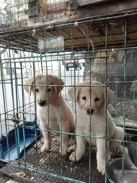 Anjing golden betina