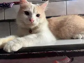 Lepas Adopt Bermahar Kucing Persia Jantan