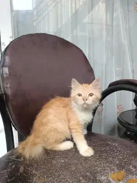 Kitten persia redwhite 3 bulan