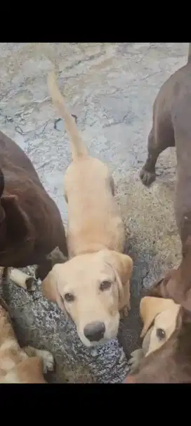 Labrador 3 bln Non Stamboom sudah vaksin