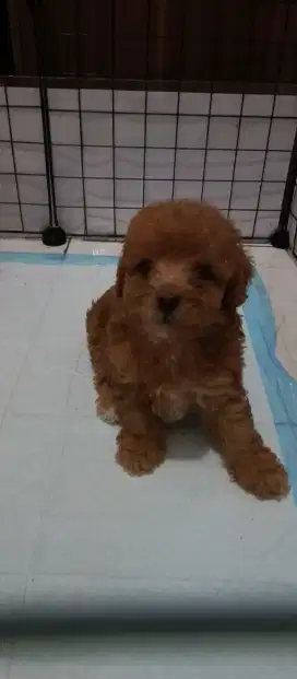 Poodle betina dan jantan favorit color