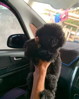 Dijual poodle grey jantan 3 bulan stb dan vaksin lengkap