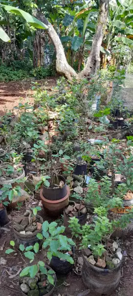 Jual tanaman hias/ bahan bonsai harga mulai 20 ribuan