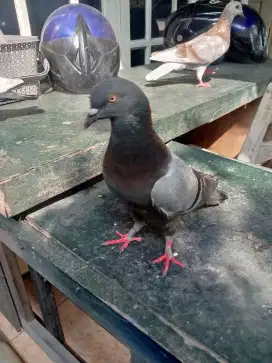 Sepasang merpati tinggian