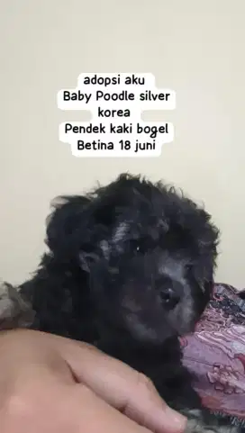 Anjing Pudle Silver Ras Korea