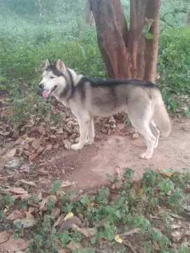 Husky jantan /Siberian Husky
