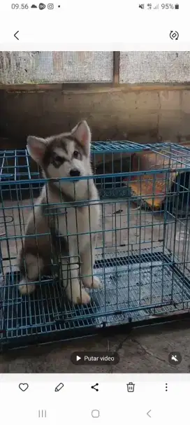Alaskan malamute eropa