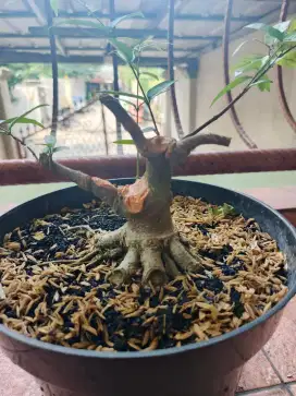 Bonsai anting putri