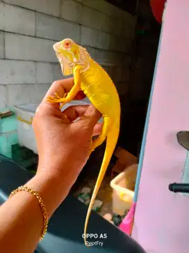 Red albino mulus size 45cm