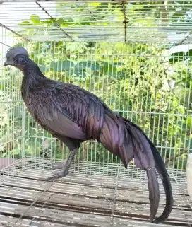 Jual ayam bekicem atau bekisar cemani mulus 7 bln rajin kokok bagus