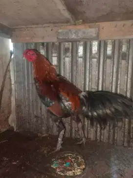Assalamualaikum jual ayam Bangkok mangon