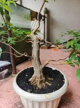 Bonsai anting putri