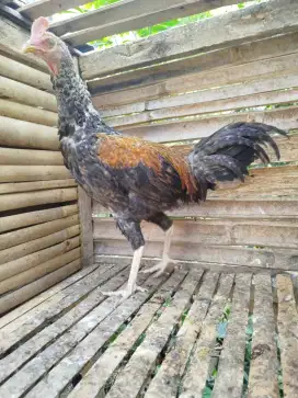 Jual ayam bekisar jali emas siapan belajar kokok awal 7blnan