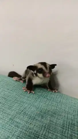 JUAL SUGAR GLIDER JOEY CLASSIC GREY UMUR 2/3 BULAN
