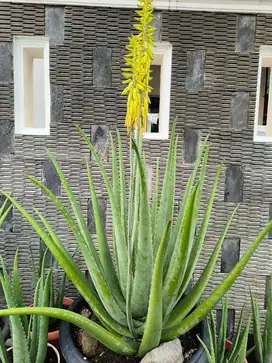 Lidah Buaya Kalimantan 1 Pot
