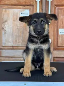 German Shepherd Betina Gagah dan Menawan