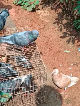 Merpati kolongan