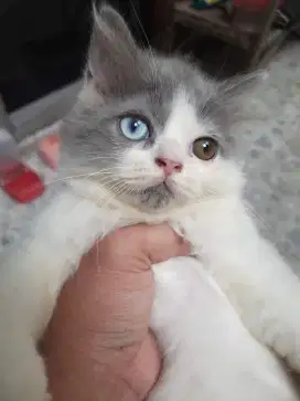 Persia Kucing Kitten langka odd eye