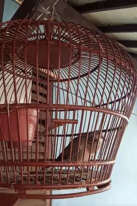 Burung tekukur + sangkarnya
