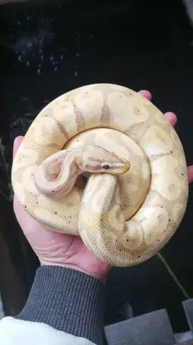 Bp Banana Pastel Calon Pejantan Cakep