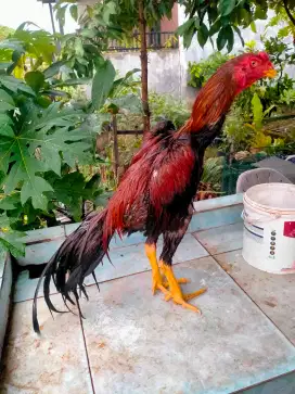 Dijual ayam jago diam