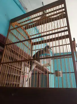 Burung drekuku + kurung jati