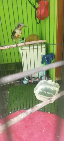 Burung kolibri ninja trotol