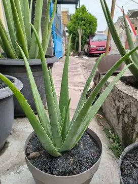Lidah Buaya Kalimantan 1 Pot