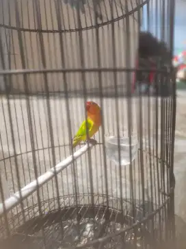Lovebird jalu dewasa