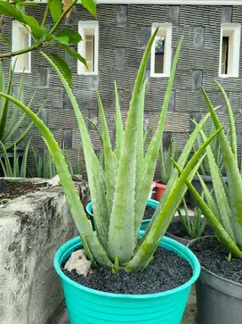 Lidah Buaya Kalimantan 1 Pot