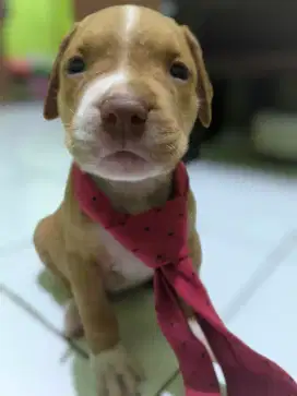 Anakan American Pitbull Terrier