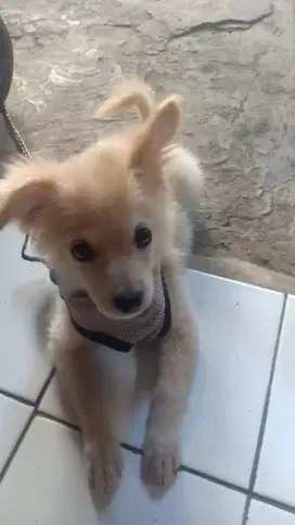 Anjing jenis pom