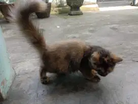 Jual kucing Persia