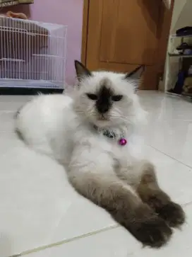 Kucing betina pintar Pijitin majikan