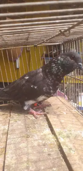Merpati jawa sungut