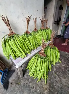 Cari kerjaan apa saja