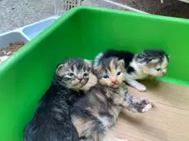 Lepas adop anabul persia maine coon